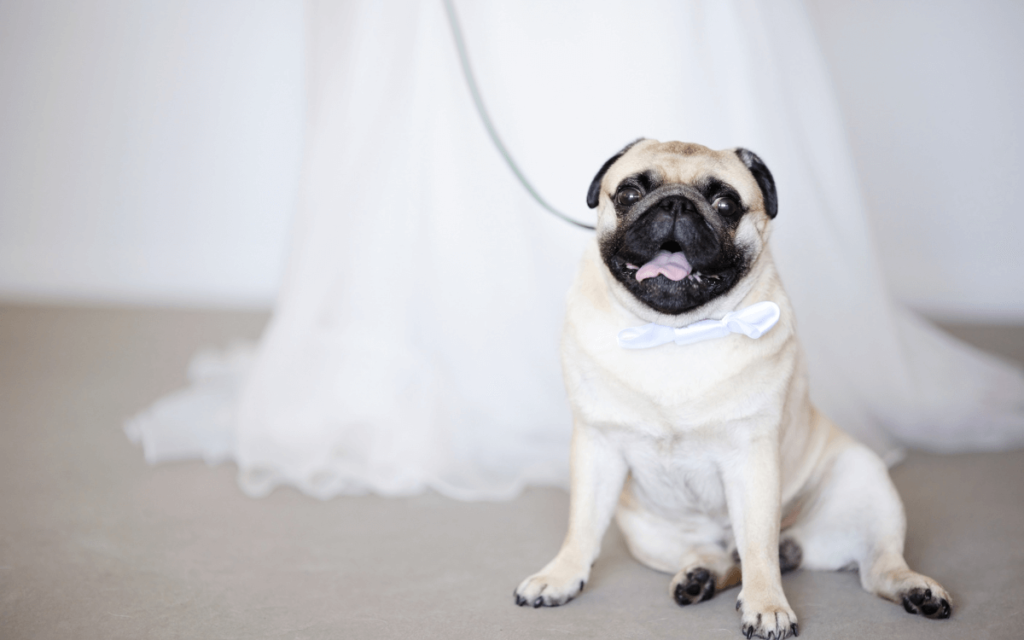 ペットとの結婚式の演出について犬の画像