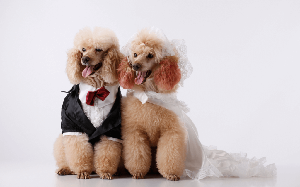 ペットとの結婚式の演出について犬の新郎新婦
